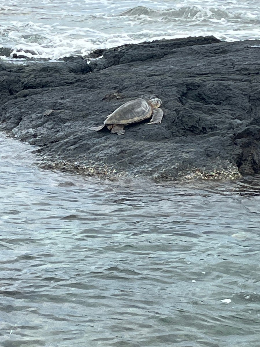 Green Sea Turtle - ML645586416