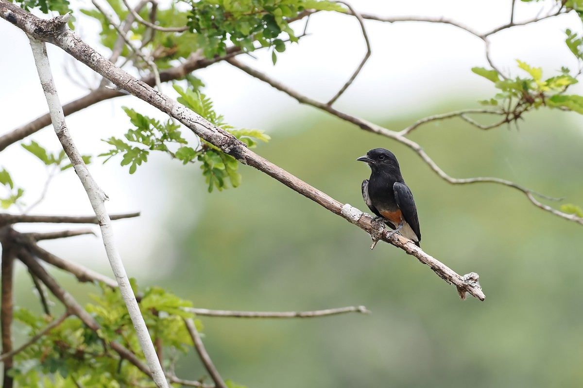 Swallow-winged Puffbird - ML645586417