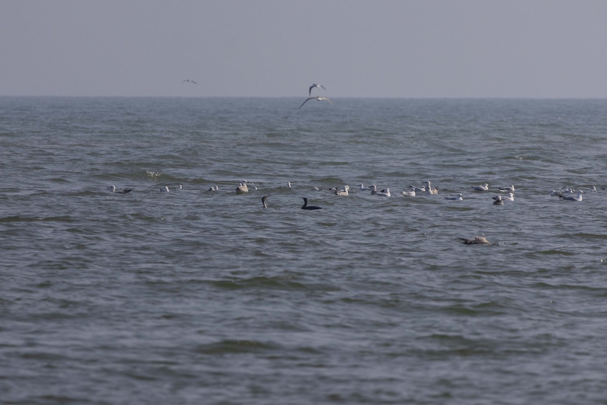 Great Cormorant - ML645586418