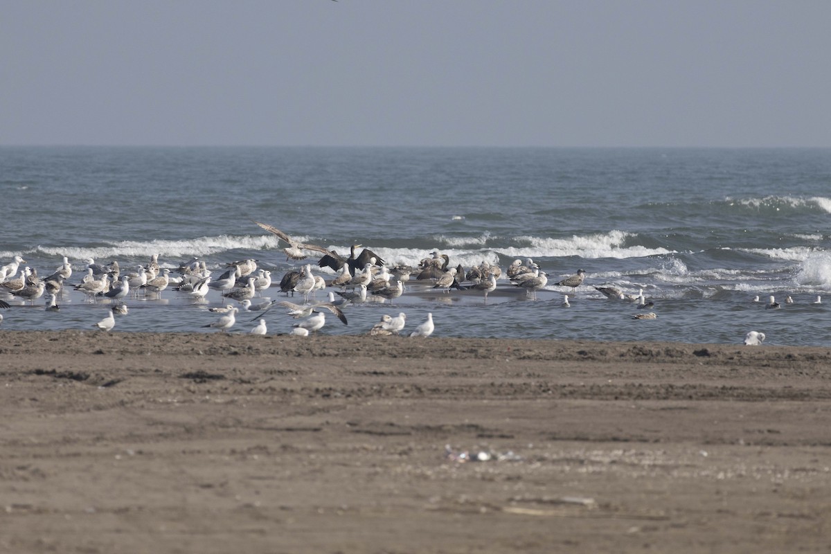 Great Cormorant - ML645586419