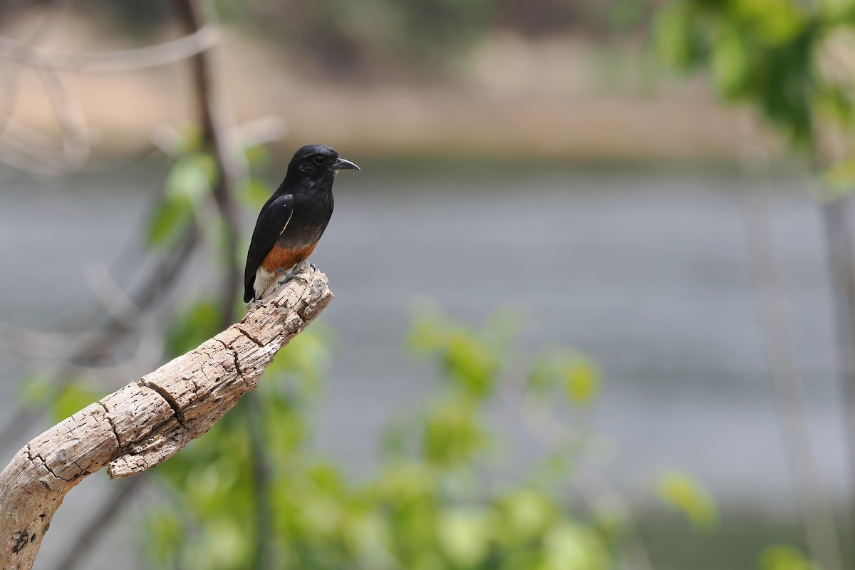 Swallow-winged Puffbird - ML645586420