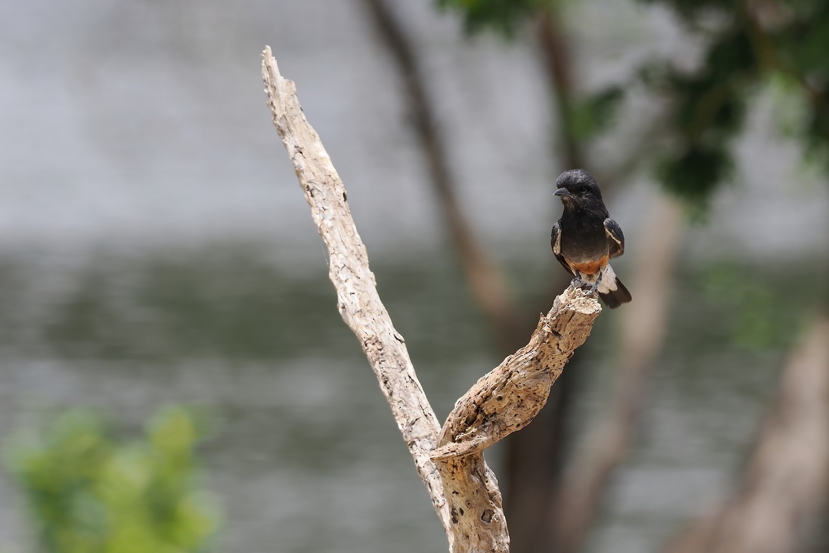Swallow-winged Puffbird - ML645586421