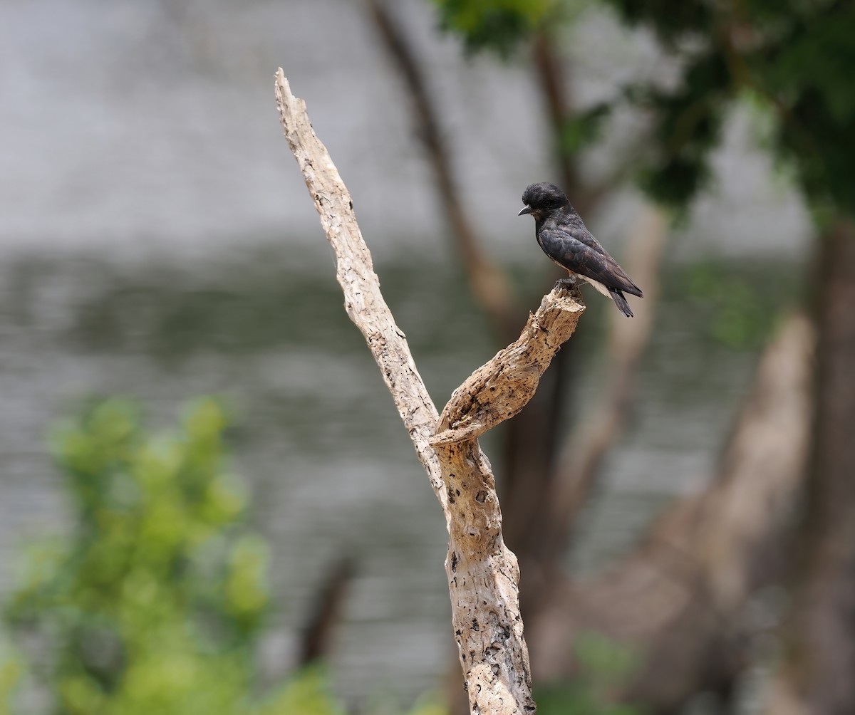 Swallow-winged Puffbird - ML645586422