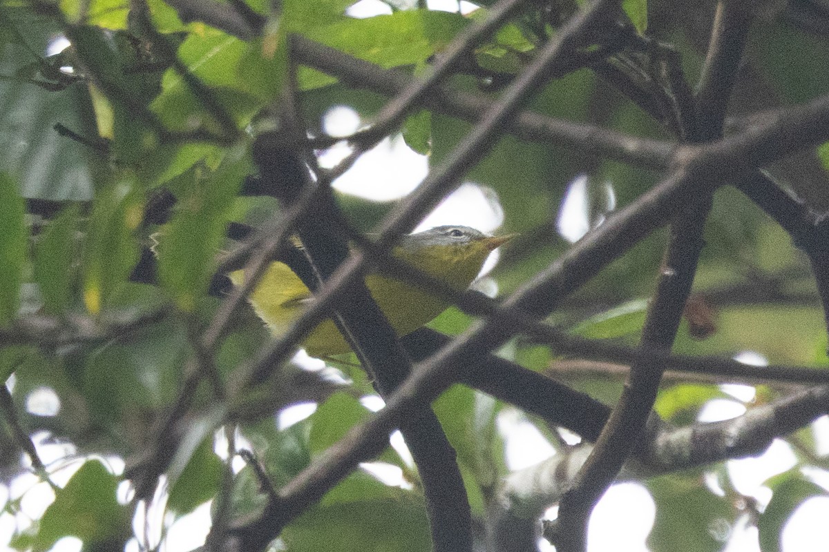 Gray-hooded Warbler - ML645586423