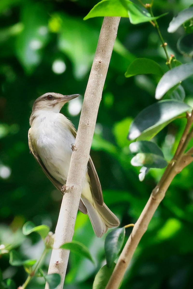 Black-whiskered Vireo - ML645586424
