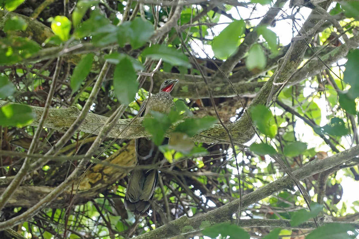 Spix's Guan - ML645586425