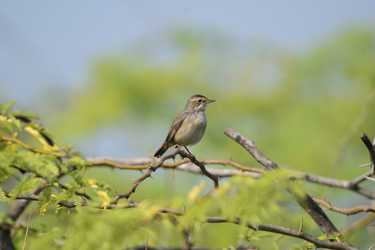 Bluethroat - ML645586428