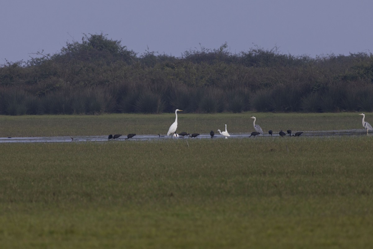Glossy Ibis - ML645586429