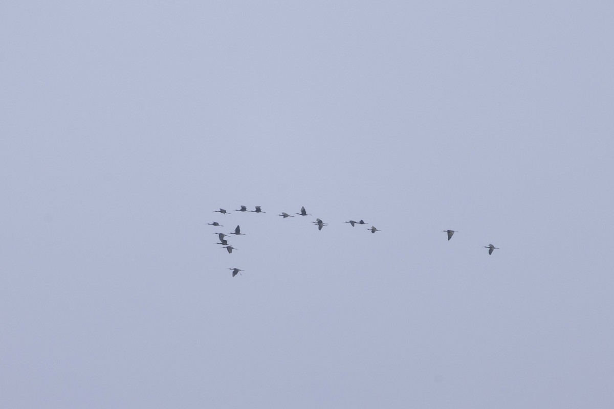 Glossy Ibis - ML645586430