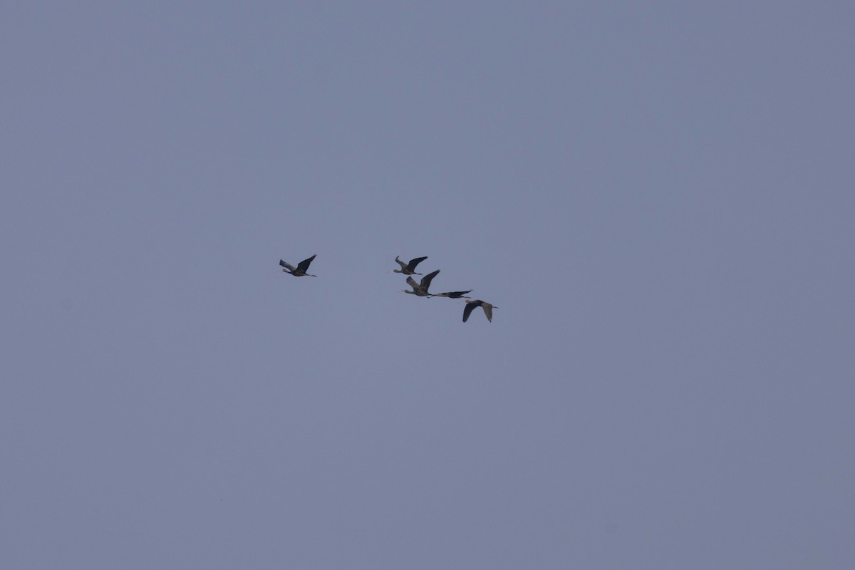 Glossy Ibis - ML645586431