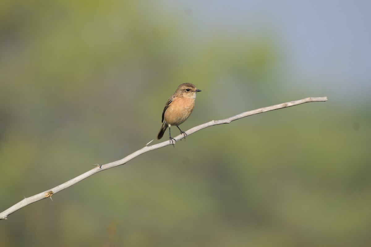 Siberian Stonechat - ML645586432