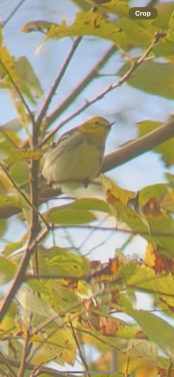 Black-throated Green Warbler - ML645586436