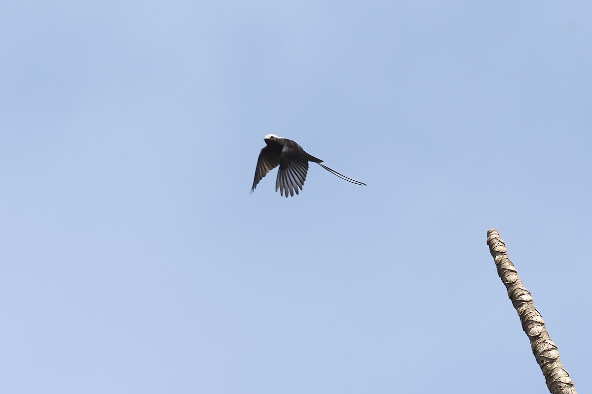 Long-tailed Tyrant - ML645586437