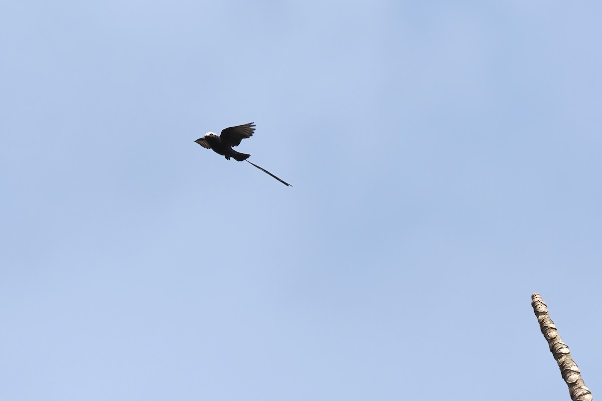 Long-tailed Tyrant - ML645586438
