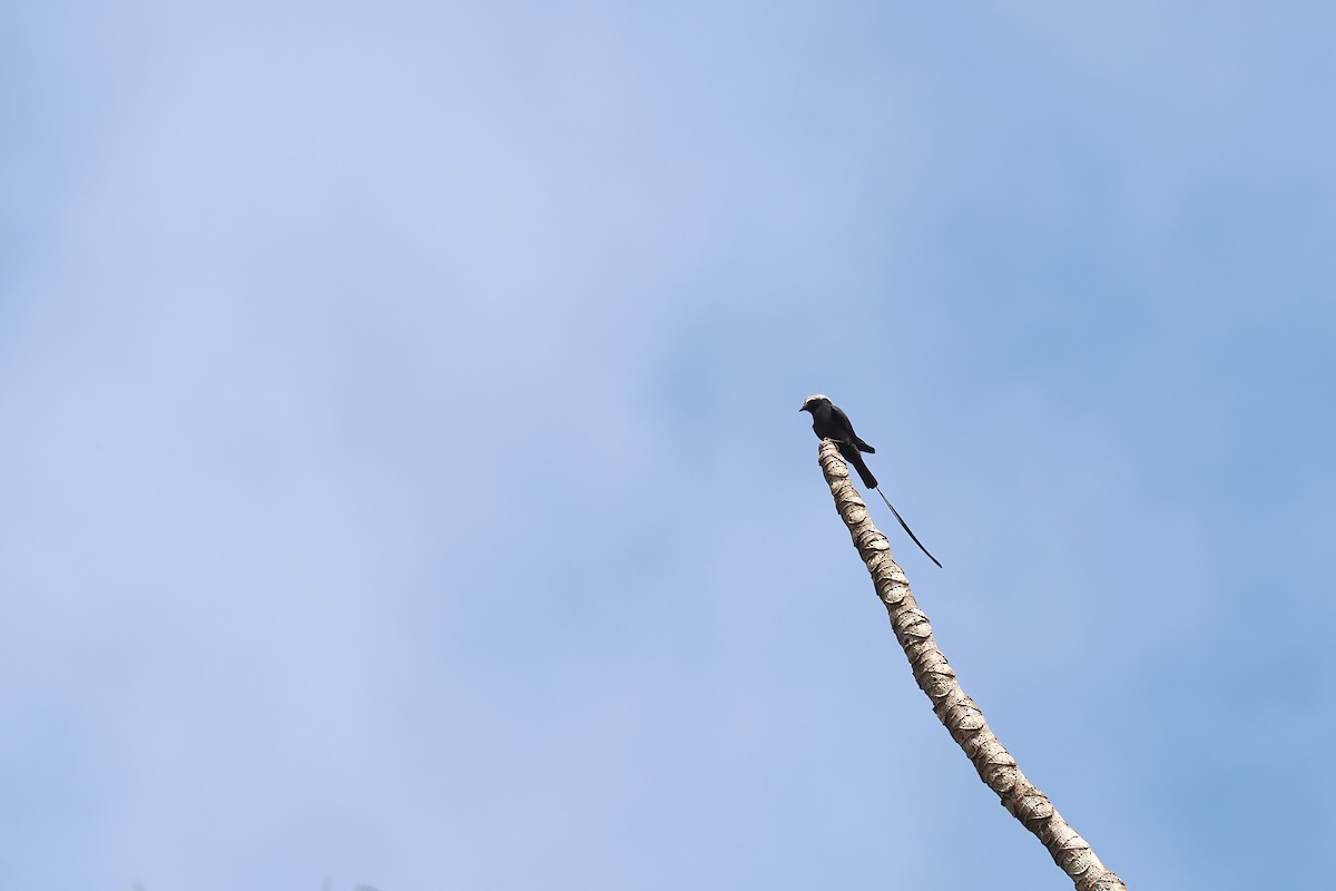 Long-tailed Tyrant - ML645586439