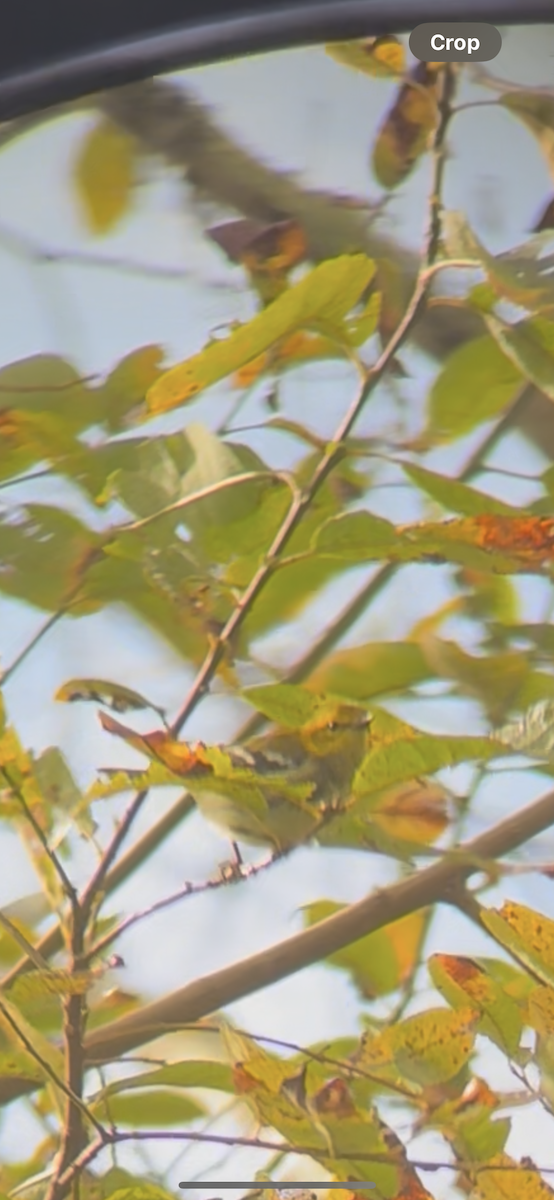 Black-throated Green Warbler - ML645586441