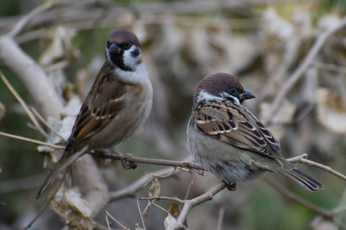 Eurasian Tree Sparrow - ML645586442