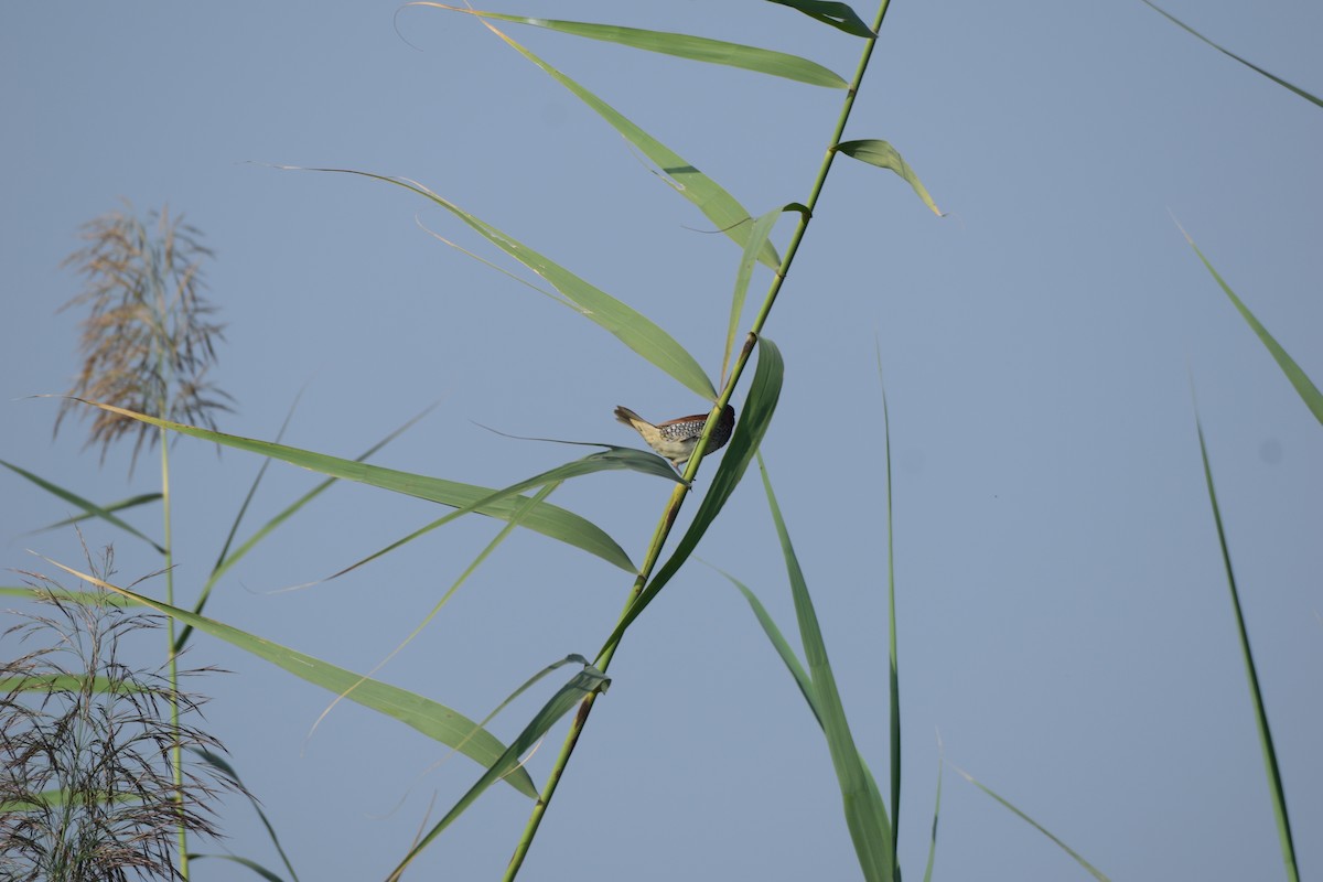 Scaly-breasted Munia - ML645586443