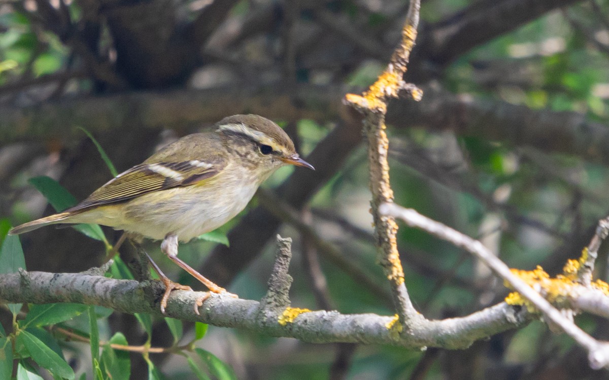Yellow-browed Warbler - ML645586444