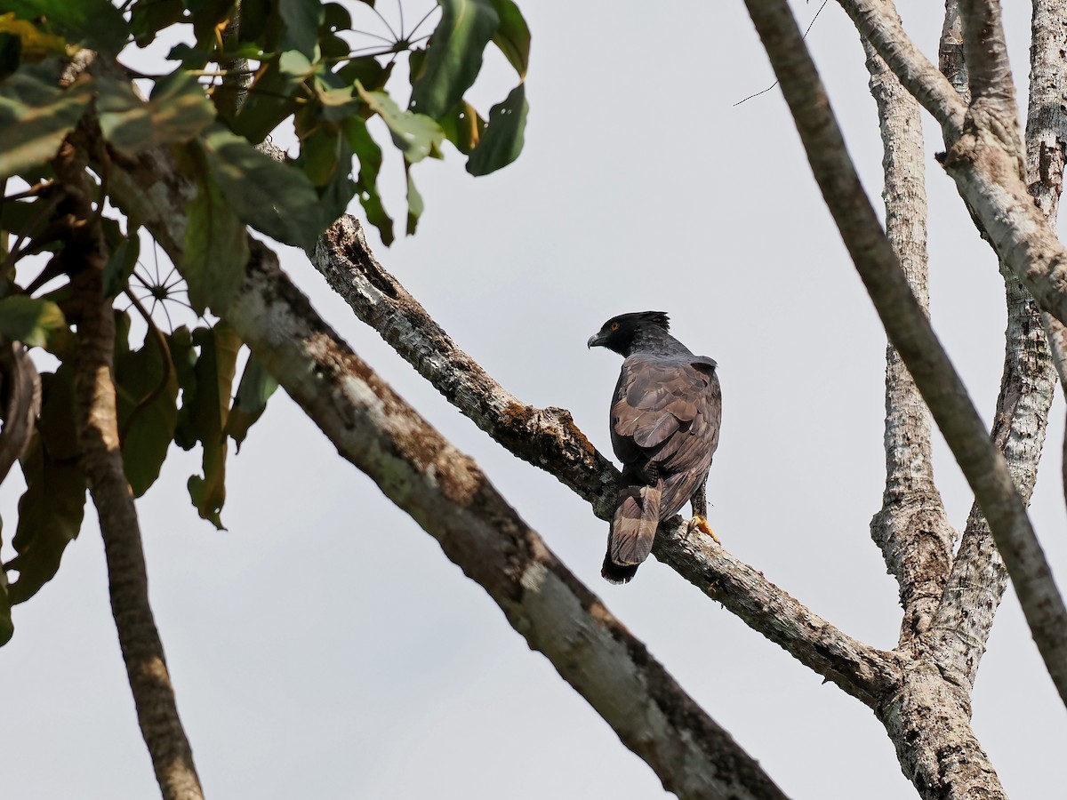 Black Hawk-Eagle - ML645586446