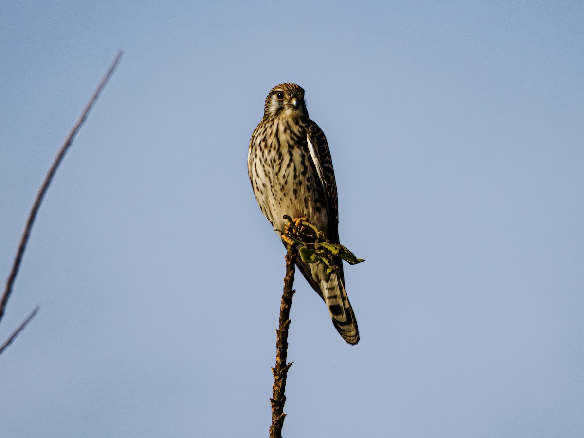 tårnfalk - ML645586451