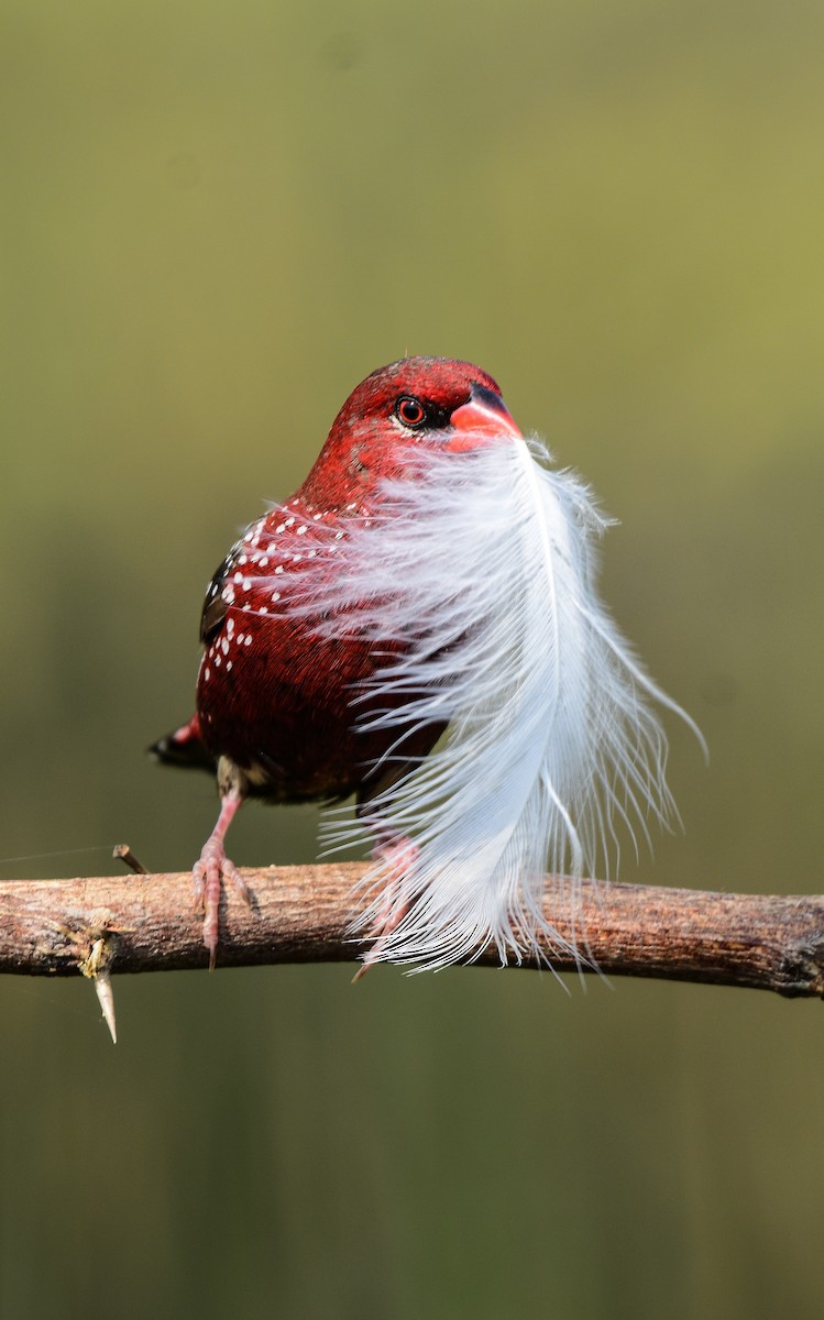 Red Avadavat - ML645586452