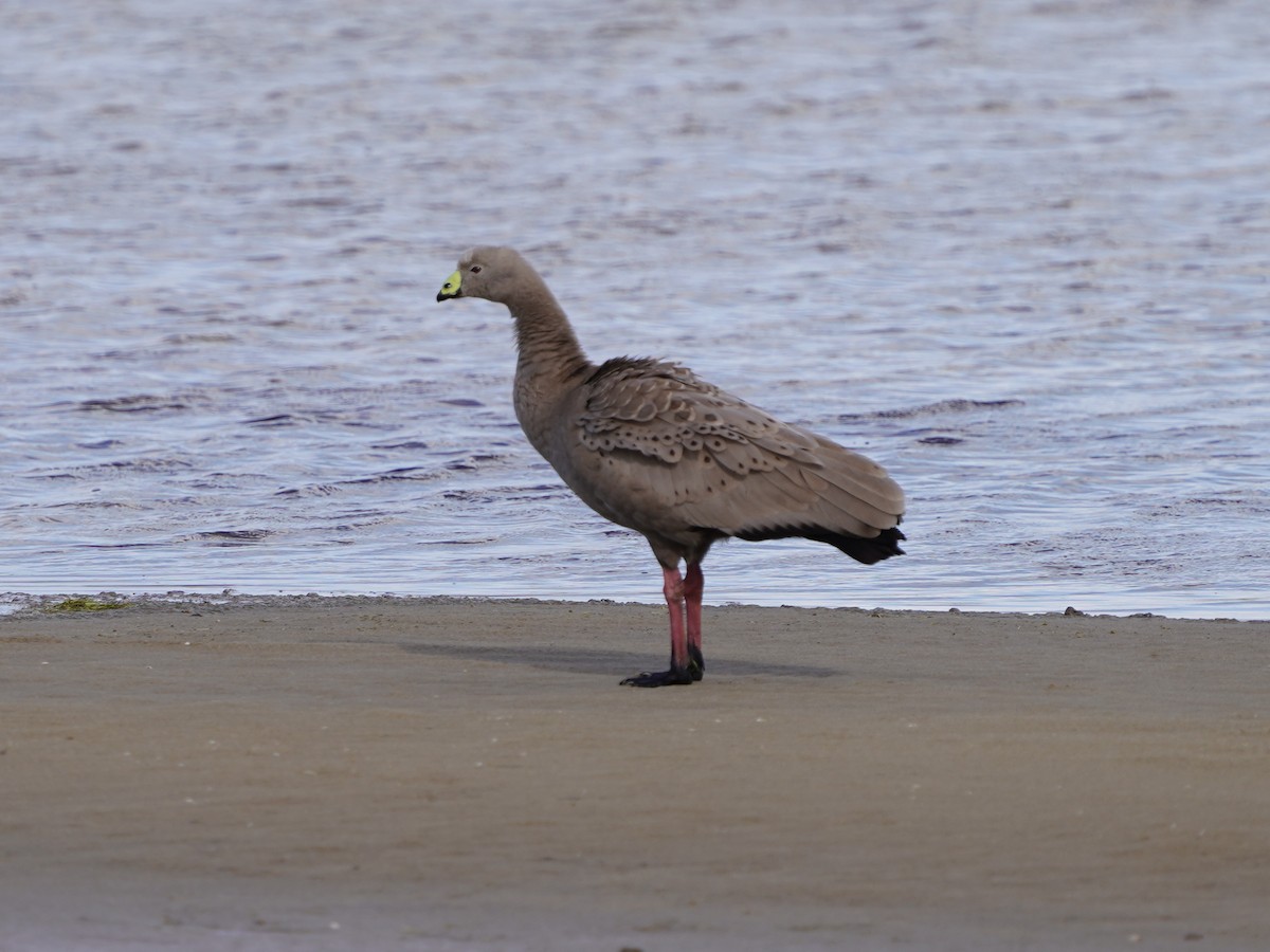 Куриный гусь - ML645586453