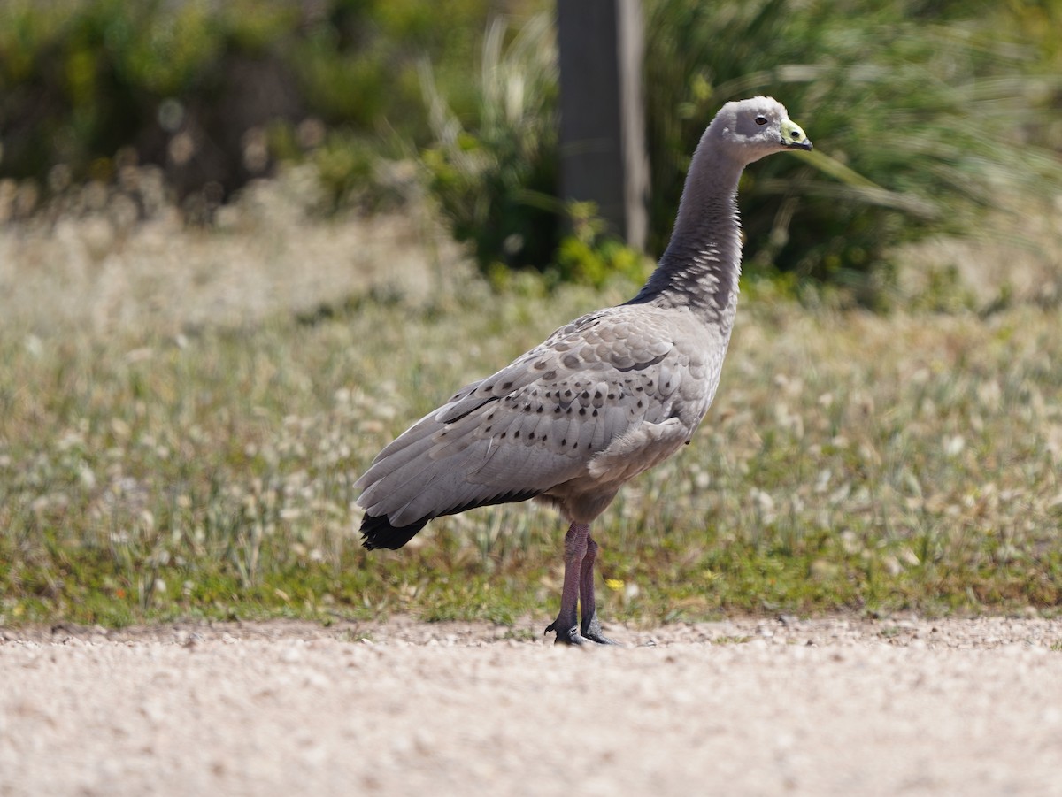 Куриный гусь - ML645586454