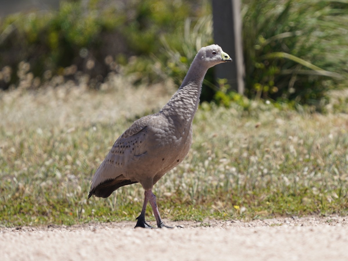 Куриный гусь - ML645586455