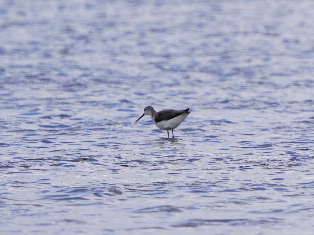 Большой улит - ML645586458