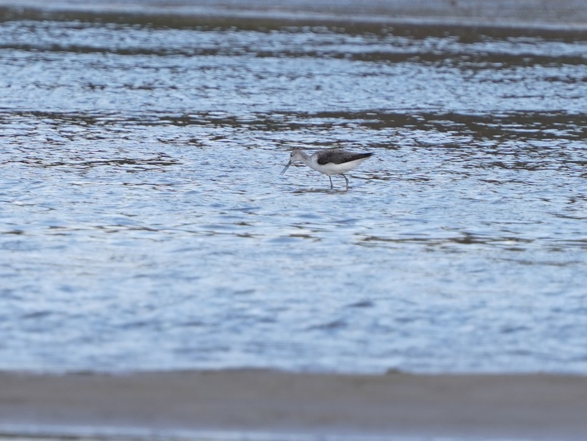 Большой улит - ML645586459