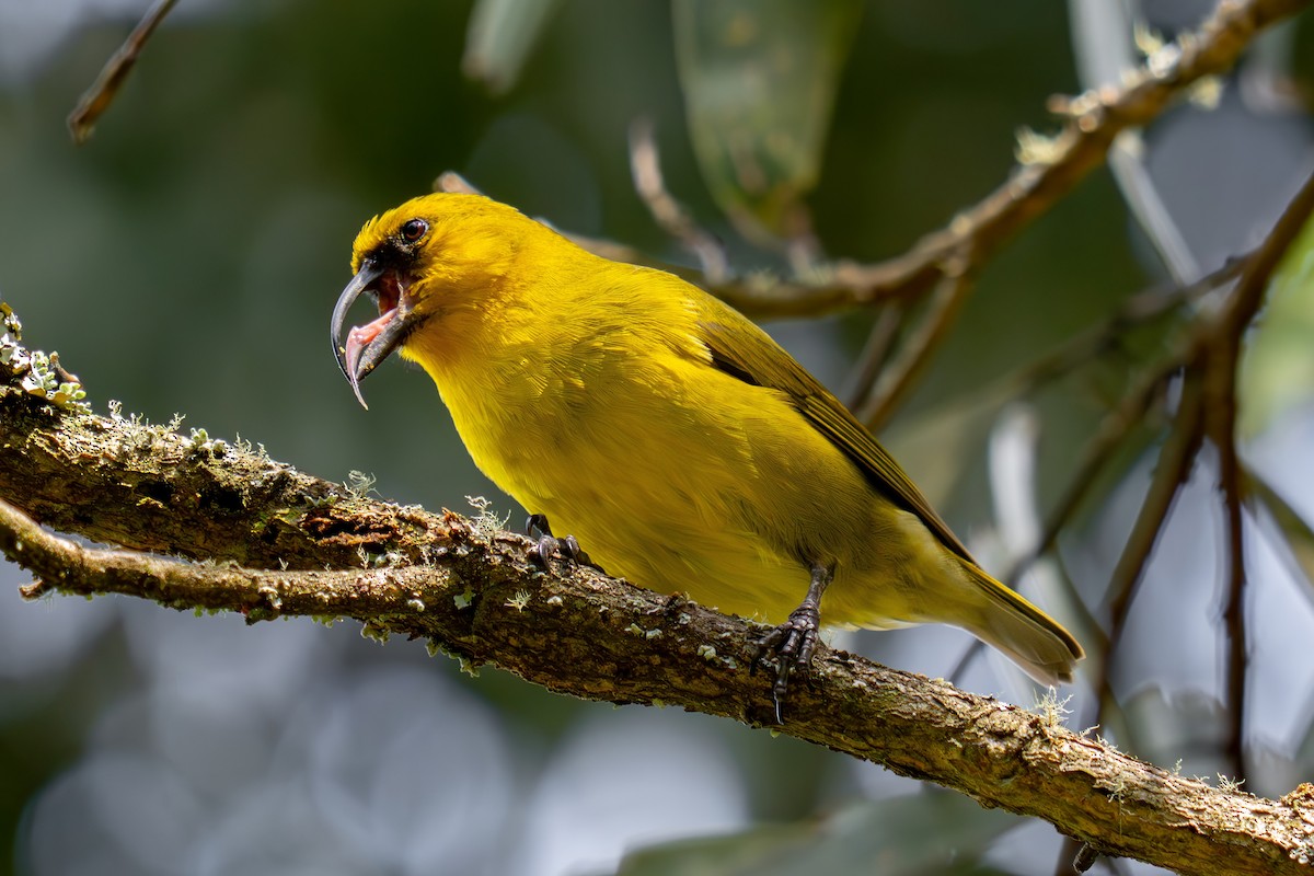 カワリハシハワイミツスイ - ML645586460