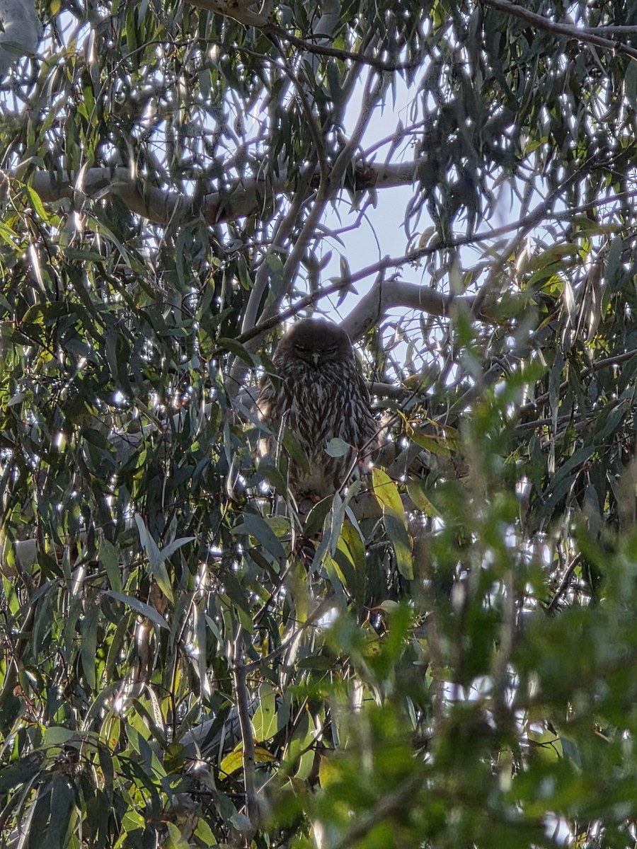 Kläfferkauz - ML645586461