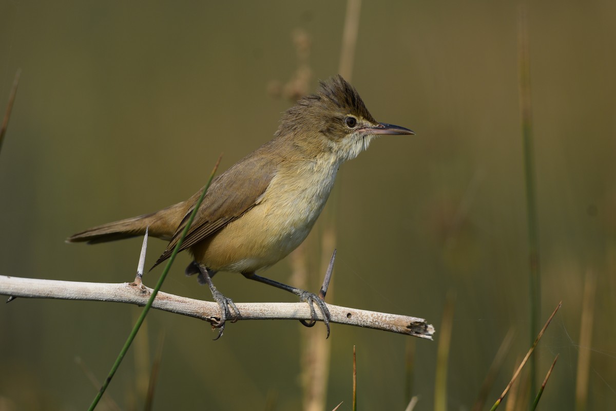 Clamorous Reed Warbler - ML645586462