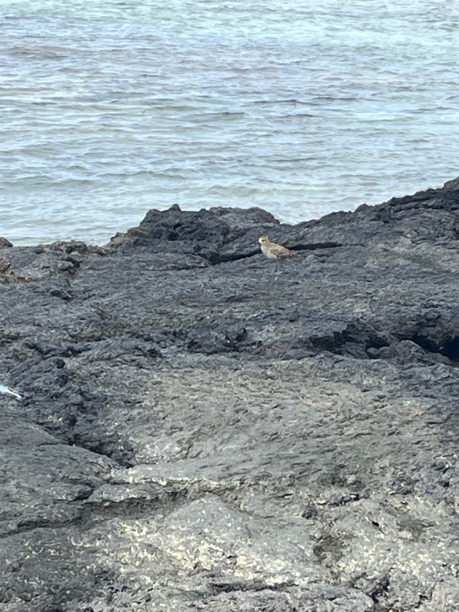 Pacific Golden-Plover - ML645586463