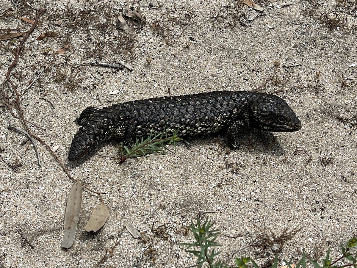 Shingleback - ML645586467
