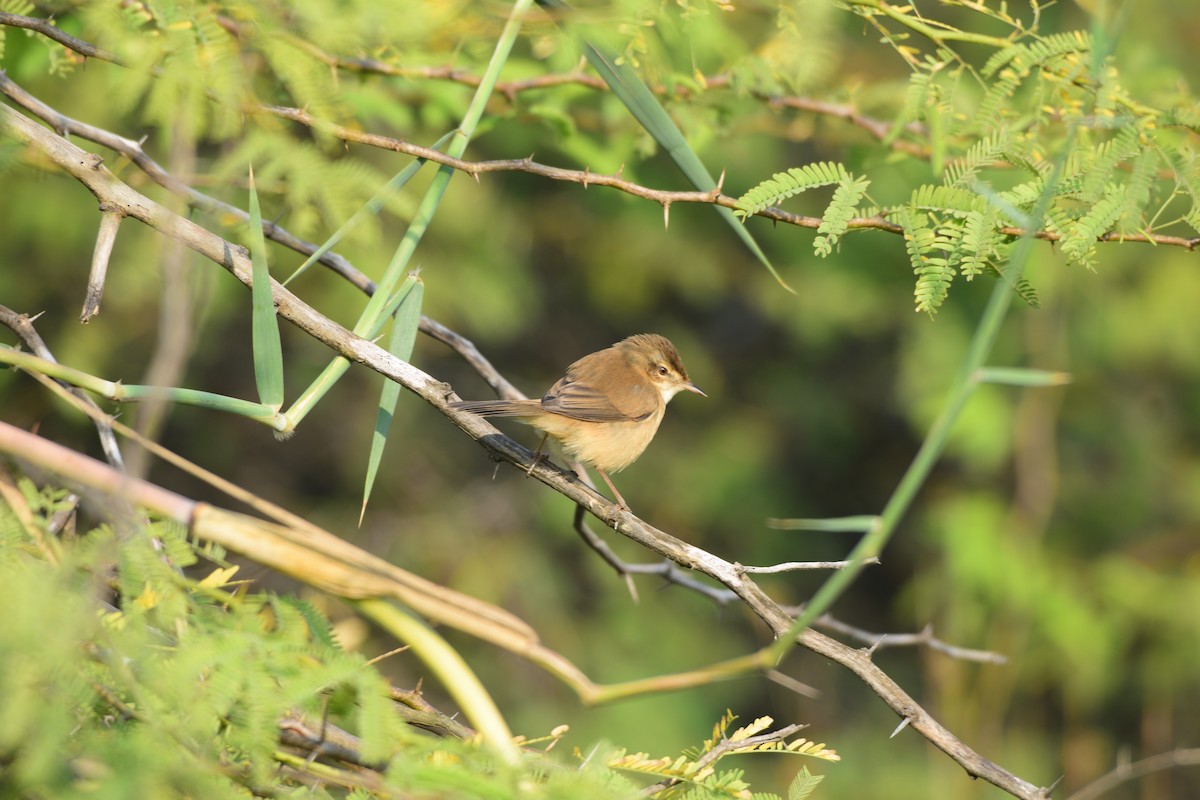 Paddyfield Warbler - ML645586477