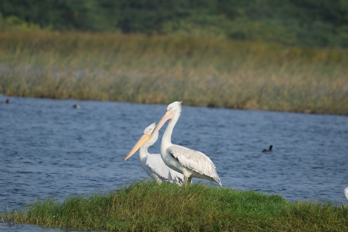 Dalmatian Pelican - ML645586484