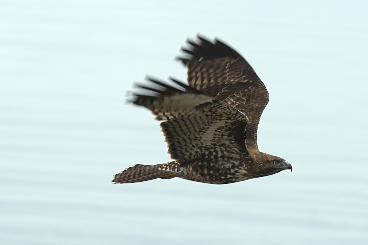 Red-tailed Hawk - ML645586485