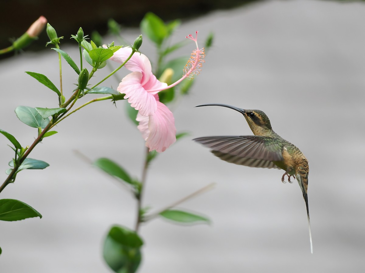 Long-tailed Hermit - ML645586488