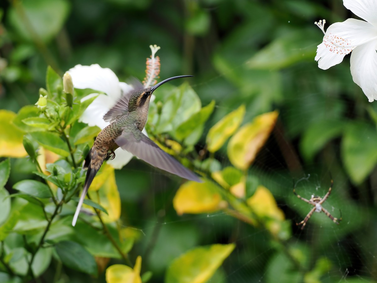 Long-tailed Hermit - ML645586489