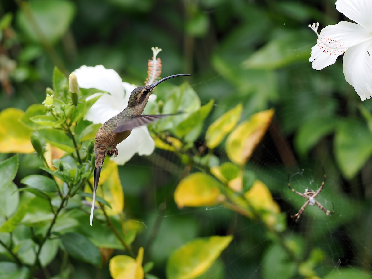 Long-tailed Hermit - ML645586490