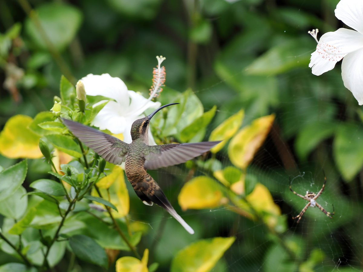 Long-tailed Hermit - ML645586491