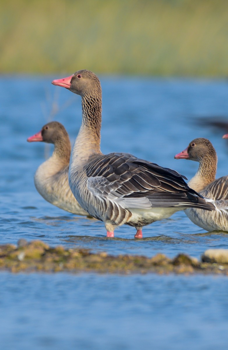 Oca selvatica - ML645586494