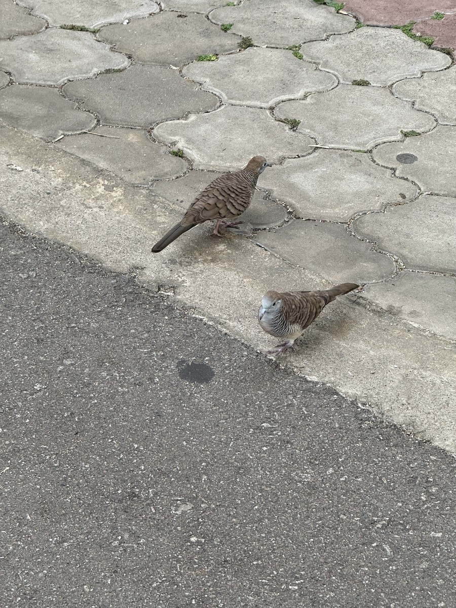 Zebra Dove - ML645586498