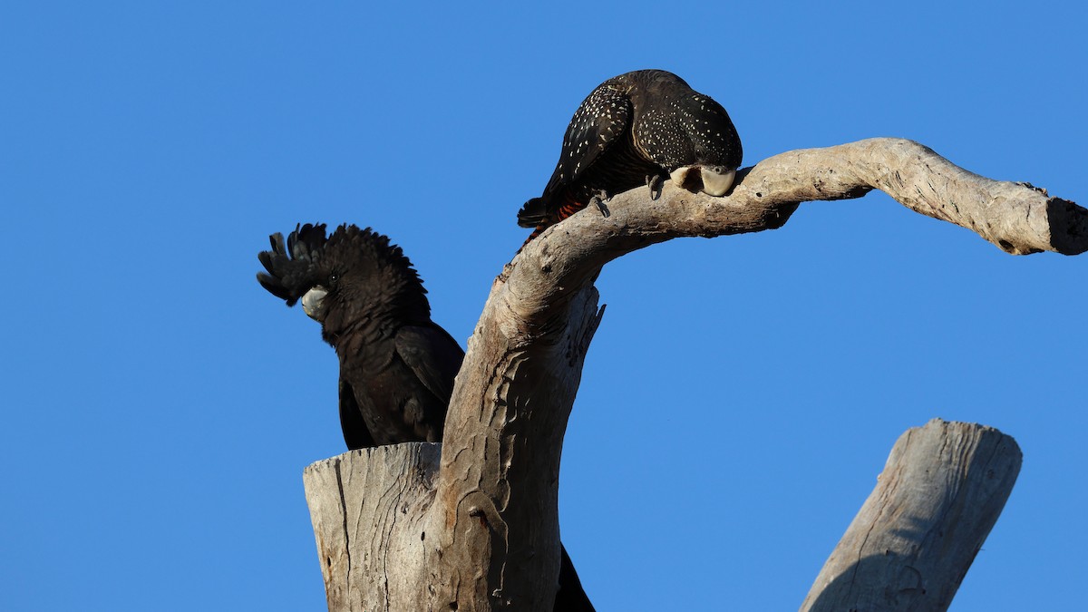 kakadu havraní - ML645586499