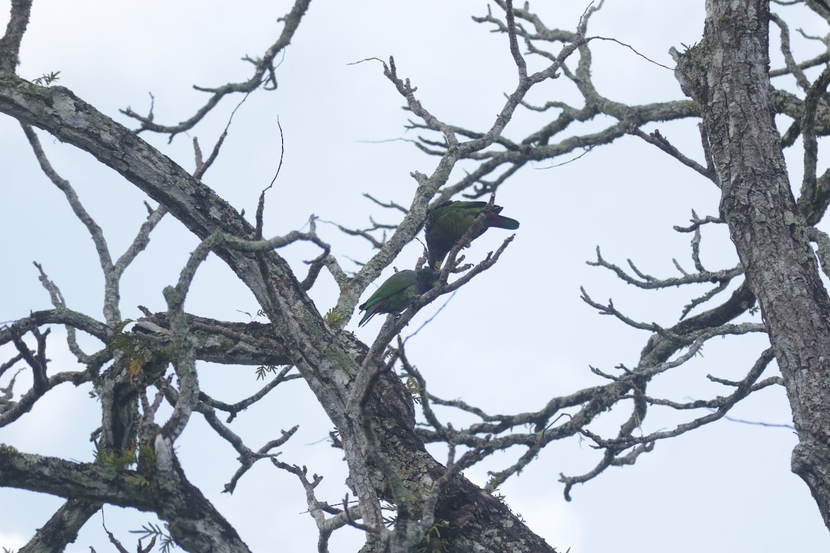 Scaly-headed Parrot - ML645586500