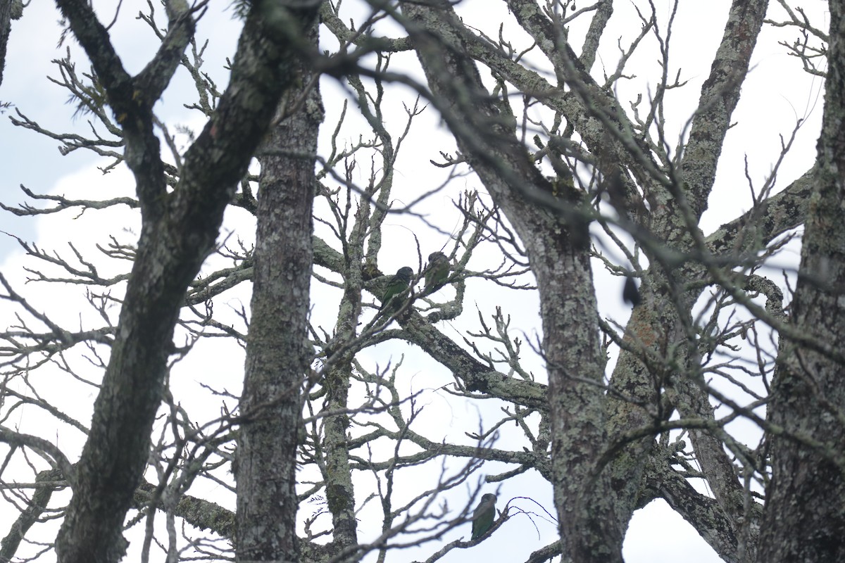 Scaly-headed Parrot - ML645586501