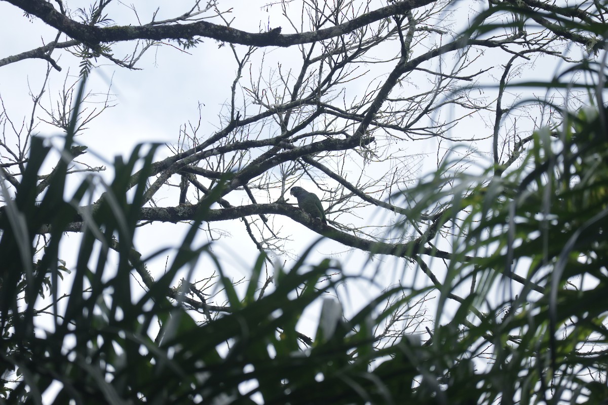 Scaly-headed Parrot - ML645586502