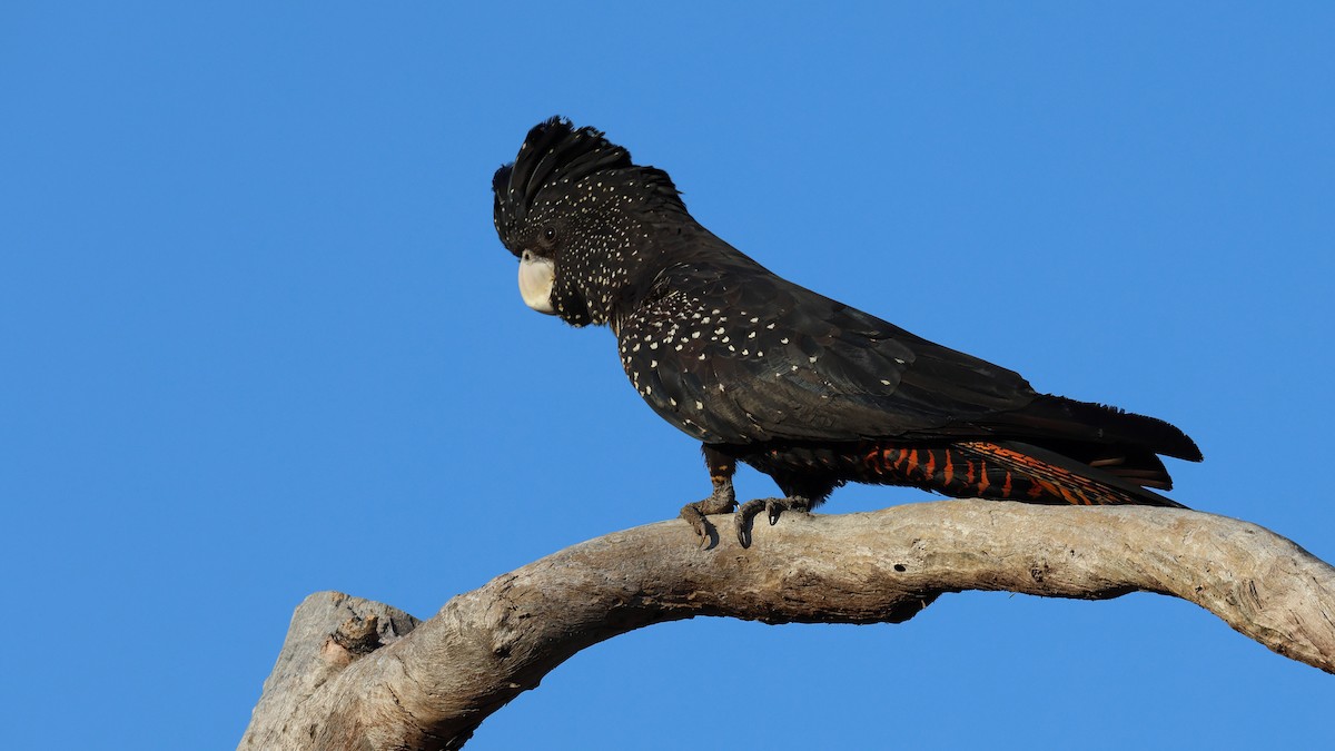 kakadu havraní - ML645586503